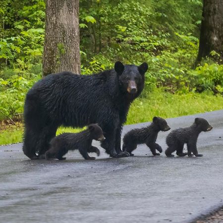 Papa Bear, Hot Tub, Wifi, 1089 Free Tickets Each Paid Day, Dollywood And More 塞维尔维尔 外观 照片