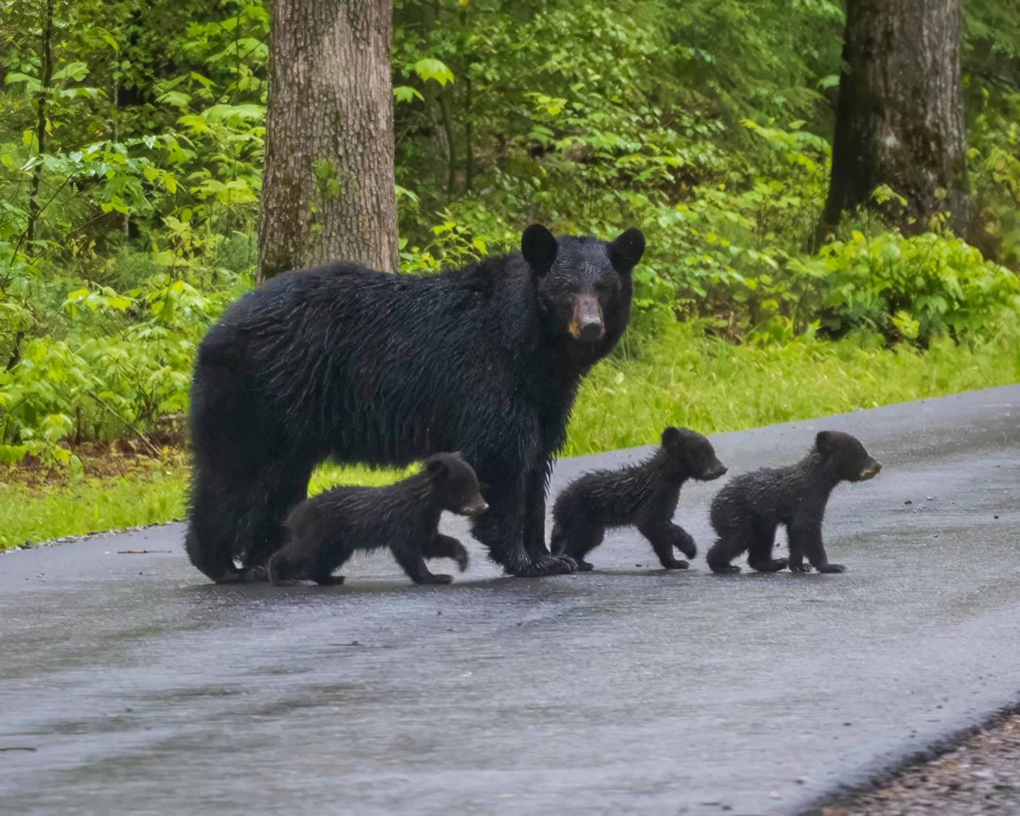 Papa Bear, Hot Tub, Wifi, 1089 Free Tickets Each Paid Day, Dollywood And More 塞维尔维尔 外观 照片